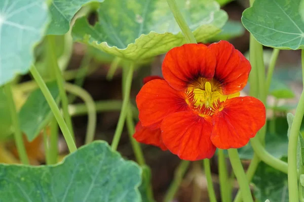 güzel çiçek çiçek yakın çekim