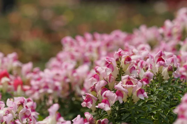 güzel çiçek açan çiçeklerin yakın çekim