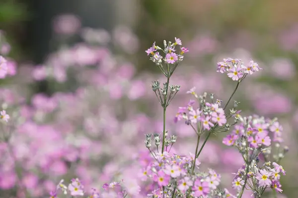 Zbliżenie Pięknych Kwiatów Kwitnących — Zdjęcie stockowe
