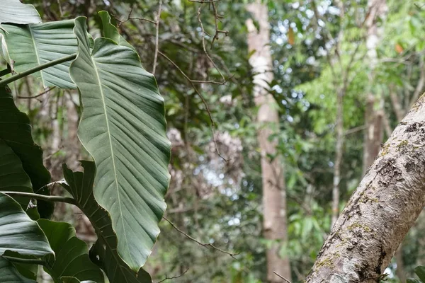 Çiçek açan yaprakların yakın plan çekimi.