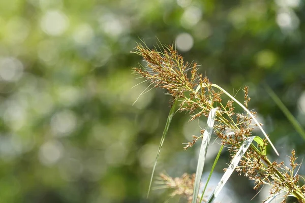 Çiçek açan yaprakların yakın plan çekimi.