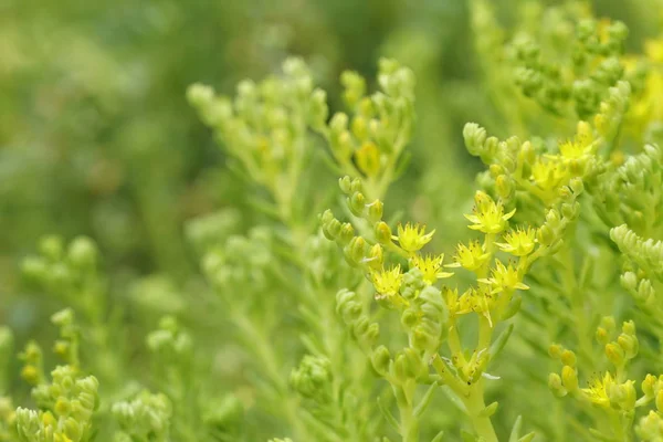 美丽盛开的花朵的特写镜头 — 图库照片