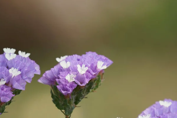 Gros Plan Belles Fleurs Fleurs — Photo