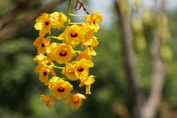 Närbild Skott Vackra Blommande Blommor — Stockfoto