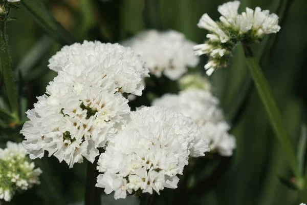 Close Shot Beautiful Blossoming Flowers — Stock Photo, Image