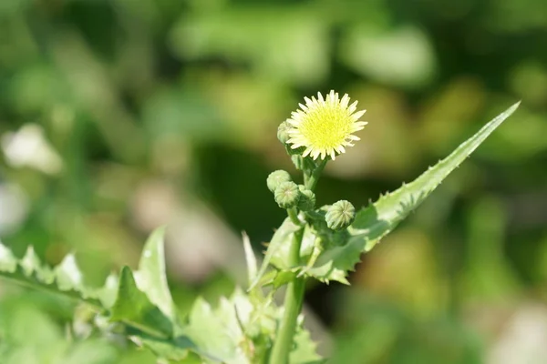 Nahaufnahme Schöner Blühender Blumen — Stockfoto