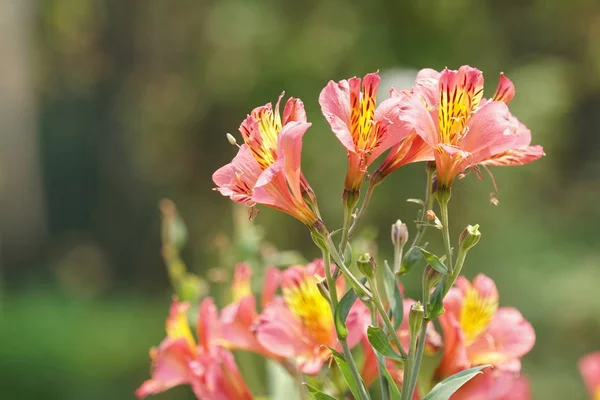 Närbild Skott Vackra Blommande Blommor — Stockfoto