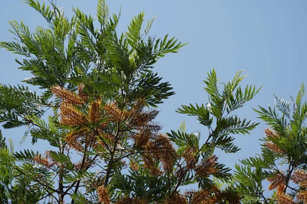 Plan Rapproché Belles Feuilles Fleurs — Photo