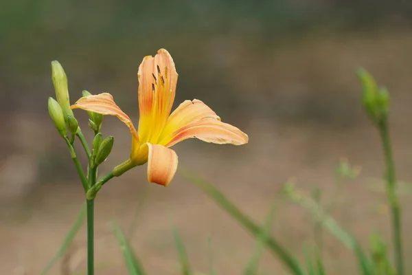 Primer Plano Hermosa Flor Flor —  Fotos de Stock