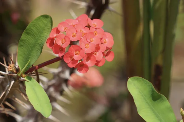 Primo Piano Colpo Bei Fiori Fiore — Foto Stock