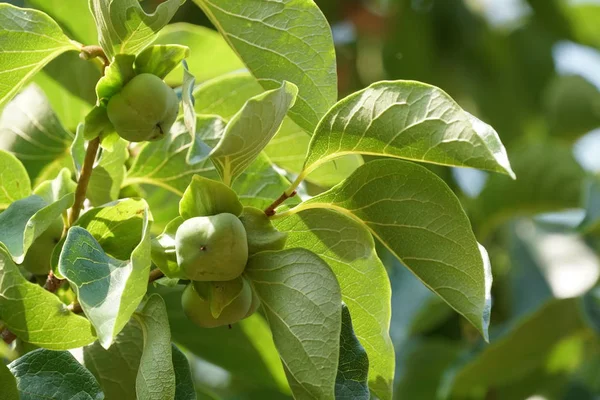 Gros Plan Fruits Exotiques Frais Mûrissant Sur Branche — Photo