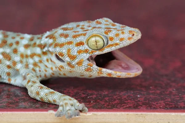 Närbild Bild Vacker Gecko Ödla Träytan — Stockfoto