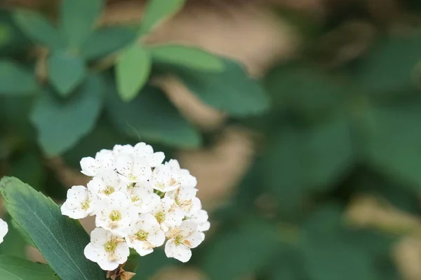 Närbild Skott Vackra Blommande Blommor — Stockfoto