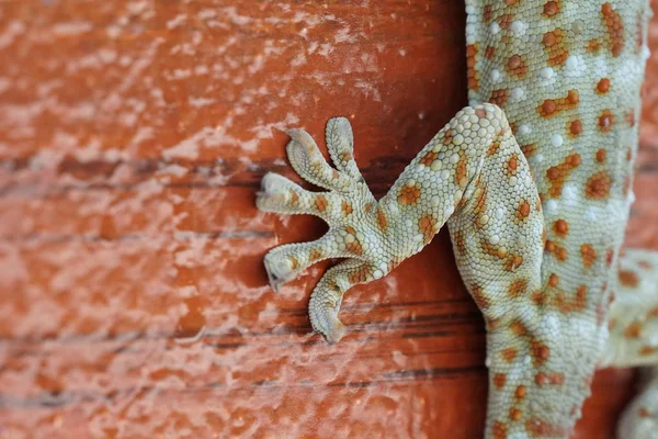 Close Tiro Belo Lagarto Lagarto Gecko Superfície Madeira — Fotografia de Stock