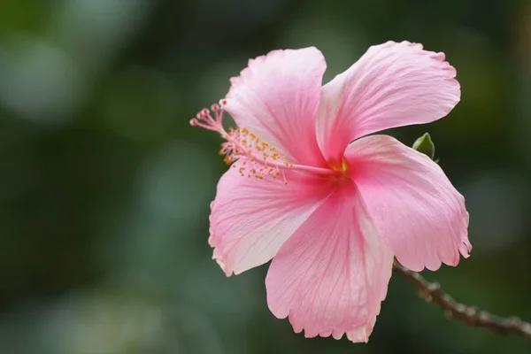 Close Tiro Bela Flor Florescente — Fotografia de Stock