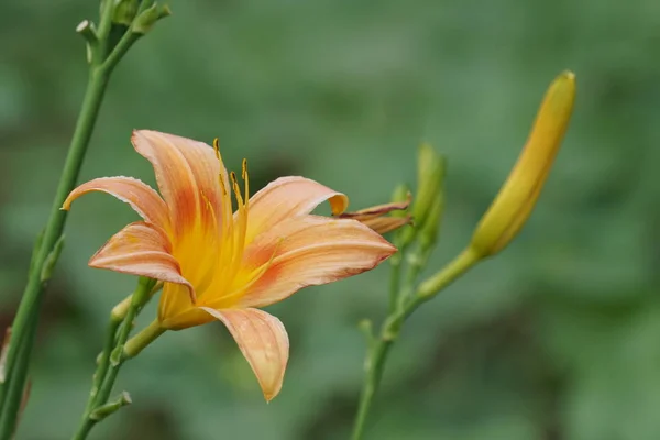 Primer Plano Hermosas Flores Flor —  Fotos de Stock