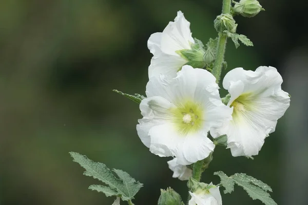 güzel çiçek açan çiçeklerin yakın çekim