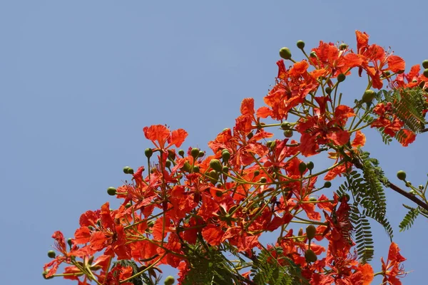 Nahaufnahme Schöner Blühender Blumen — Stockfoto