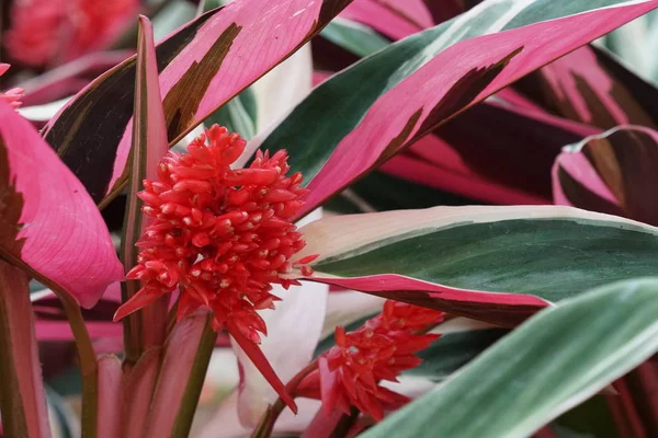 Close Shot Beautiful Blossoming Flowers — Stock Photo, Image