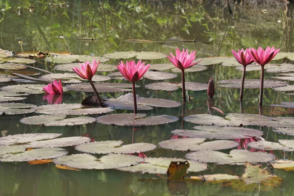 Close Shot Bunga Mekar Yang Indah — Stok Foto