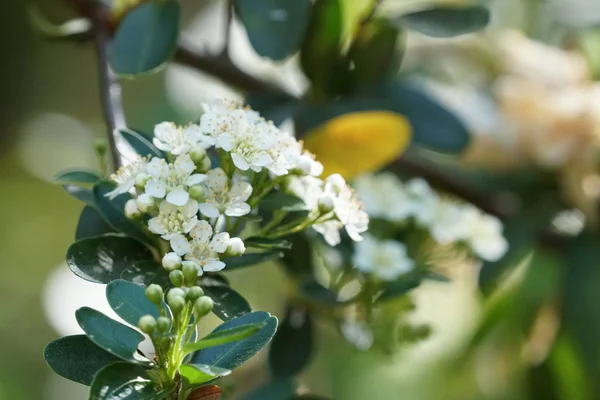 Närbild Skott Vackra Blommande Blommor — Stockfoto