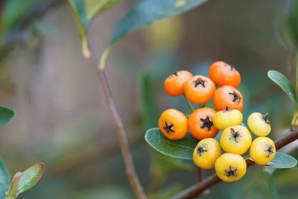 Zbliżenia Świeżych Egzotycznych Owoców Dojrzewających Gałęzi — Zdjęcie stockowe