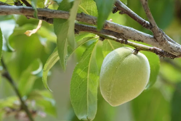 Gros Plan Sur Maturation Des Fruits Exotiques Frais Sur Branche — Photo