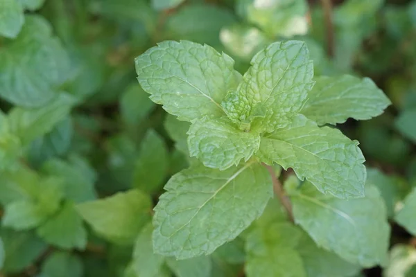 Primer Plano Hermosas Hojas Verdes — Foto de Stock