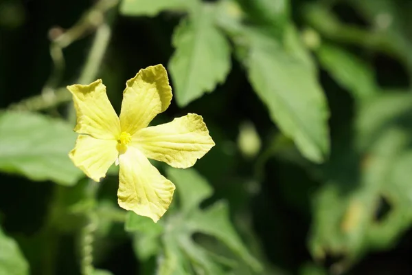 Primo Piano Colpo Bel Fiore Fiorente — Foto Stock