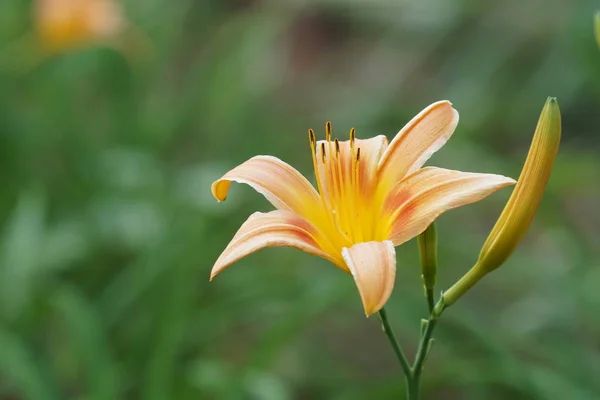 Närbild Skott Vackra Blommande Blomma — Stockfoto