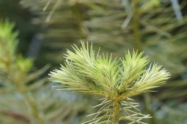 Primer Plano Hermoso Abeto Verde — Foto de Stock