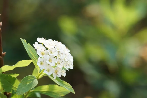 Close Shot Beautiful Blossoming Flowers — Stock Photo, Image