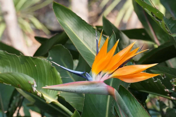 Close Tiro Bela Flor Florescente — Fotografia de Stock