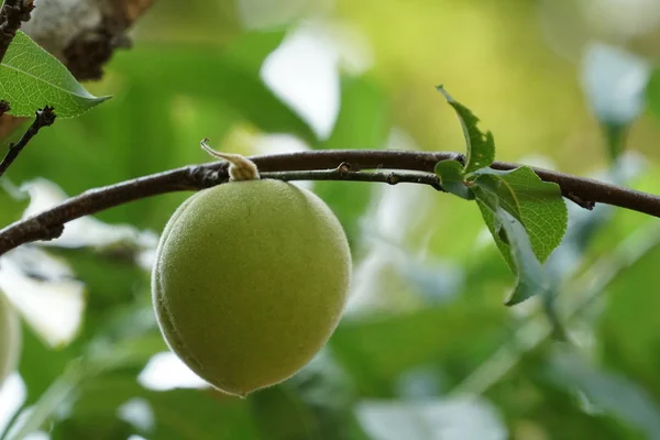 Gros Plan Sur Maturation Des Fruits Exotiques Frais Sur Branche — Photo