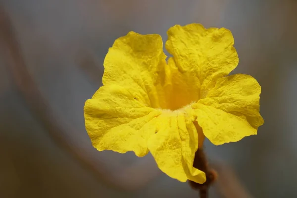 Nahaufnahme Einer Schönen Blühenden Blume — Stockfoto