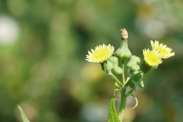 Primer Plano Hermosas Flores Flor —  Fotos de Stock