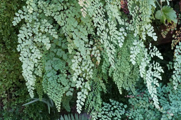 Close Shot Van Het Mooie Groene Bladeren — Stockfoto