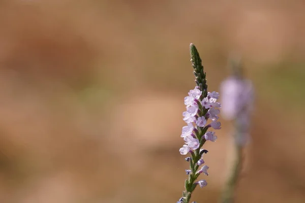 Primer Plano Hermosas Flores Flor — Foto de Stock