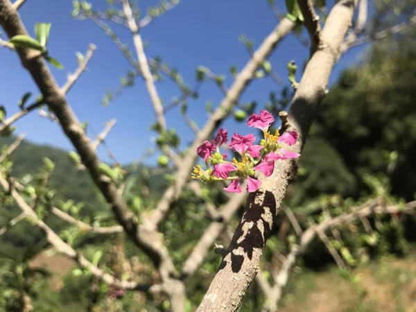 Close Shot Beautiful Blossoming Flowers — Stock Photo, Image