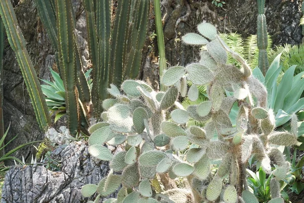 绿色仙人掌植物的特写镜头 — 图库照片