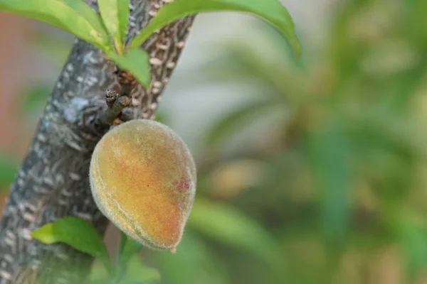 Zbliżenia Świeżych Egzotycznych Owoców Dojrzewających Gałęzi — Zdjęcie stockowe
