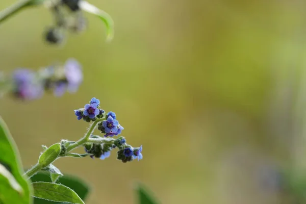 Nahaufnahme Schöner Blühender Blumen — Stockfoto