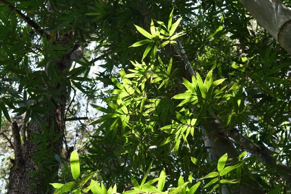 Close Shot Beautiful Bamboo Forest — Stock Photo, Image