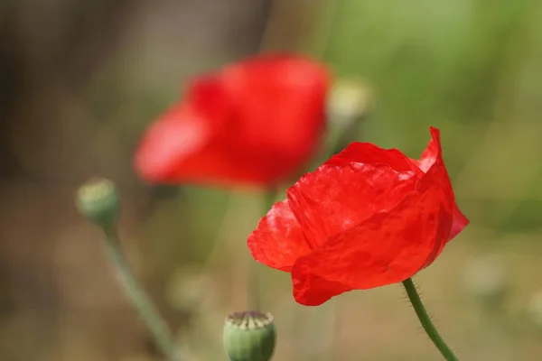 Gros Plan Belles Fleurs Fleurs — Photo