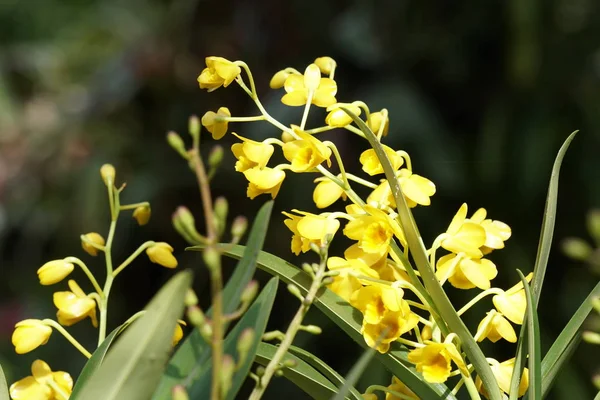 Close Tiro Belas Flores Florescentes — Fotografia de Stock