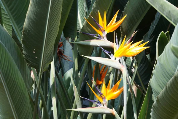 Gros Plan Belles Fleurs Fleurs — Photo