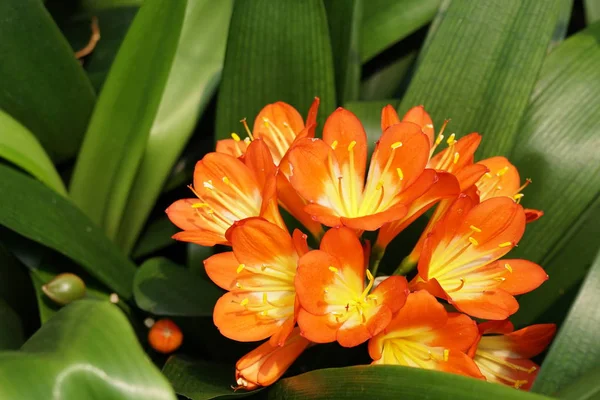 Närbild Skott Vackra Blommande Blommor — Stockfoto