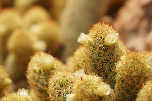 Primer Plano Planta Cactus Verde — Foto de Stock