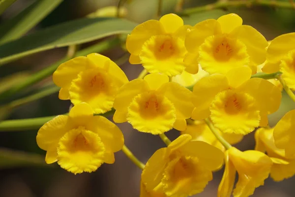 Närbild Skott Vackra Blommande Blommor — Stockfoto