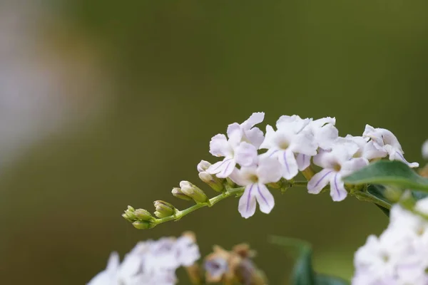 Närbild Skott Vackra Blommande Blommor — Stockfoto